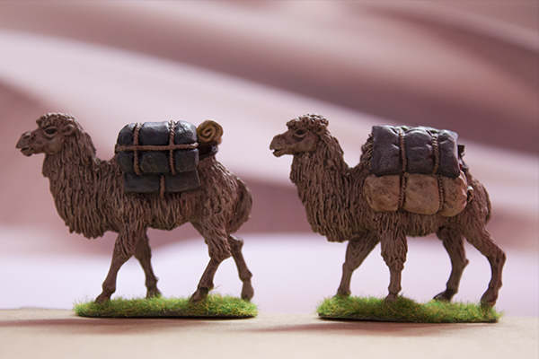 Asian pack camel